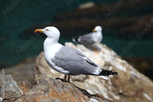 Seagulls on a rocky coastline © Stefan Ataman