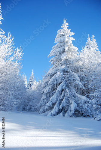 pines covered snow © Toncsi