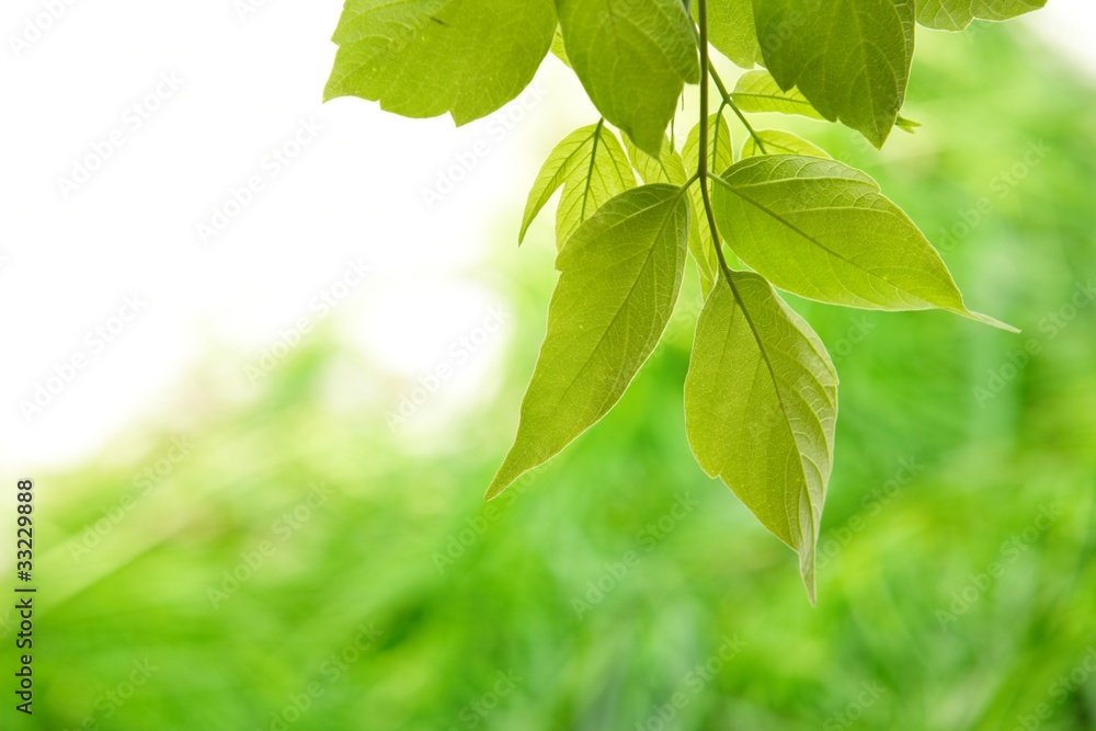 green leaves green leaves