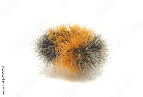 Hairy Caterpillar Rolled into Ball Isolated on White Background
