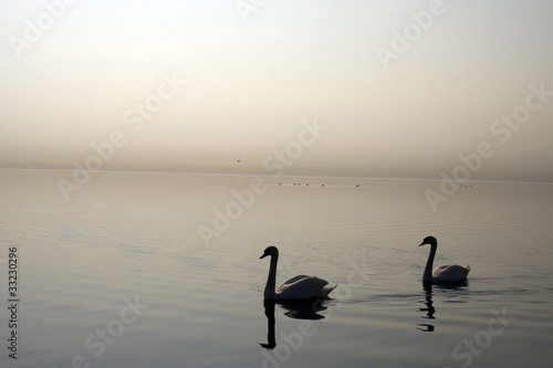 Two swans in the sea