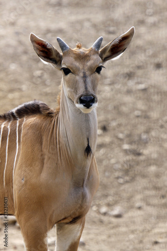 Elenantilope (Jungtier)