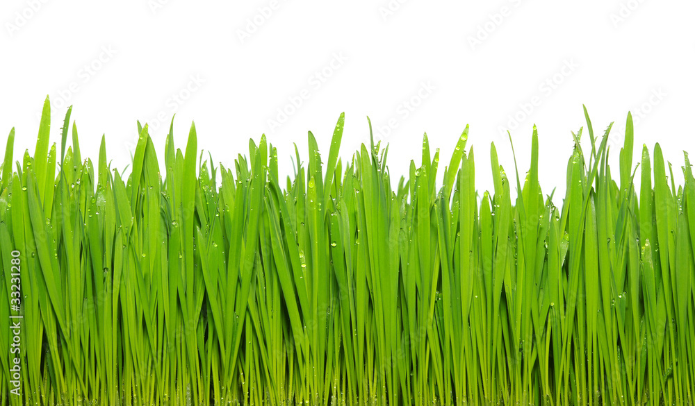 Fototapeta premium green grass