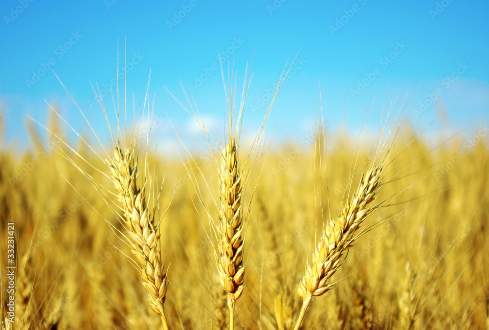 Fototapeta premium Wheat