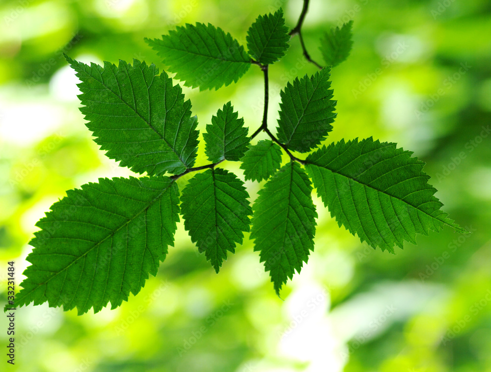 Green leaves Green leaves