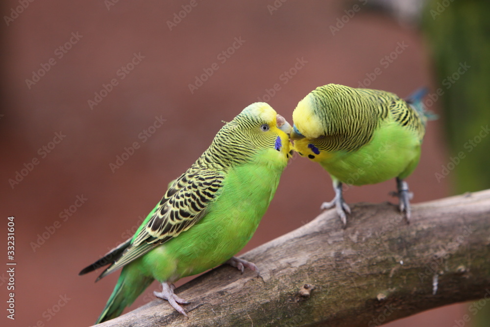 Fototapeta premium Wellensittich