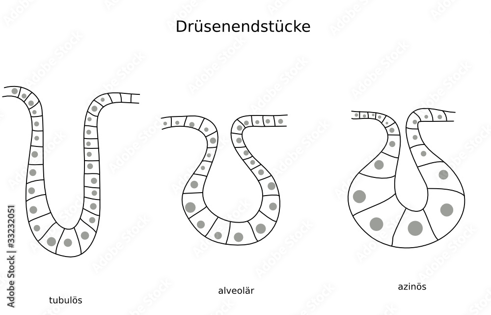 drüsen Adobe Stock