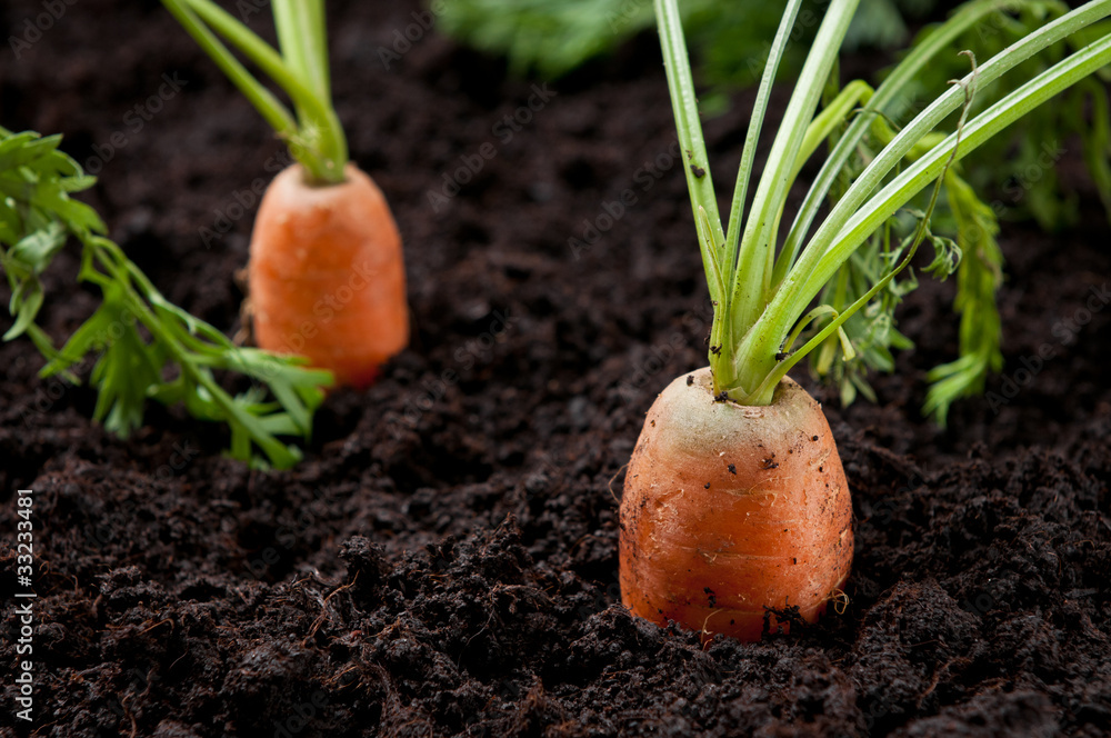 Carrots in the field Carrots in the field