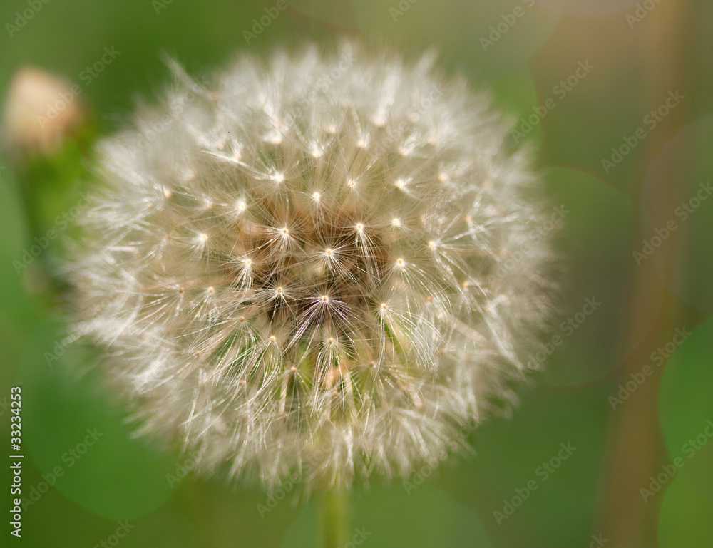 Fototapeta premium White Dandelion on green background with bokeh