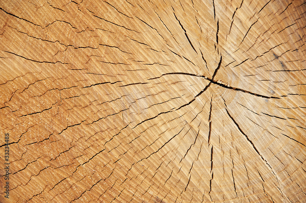 Fototapeta premium wooden cut texture