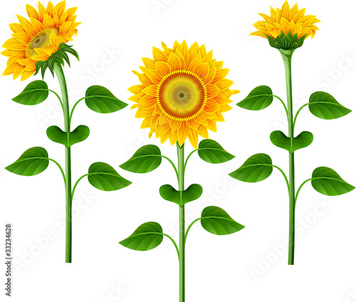 Collection of yellow sunflowers on the  white background.