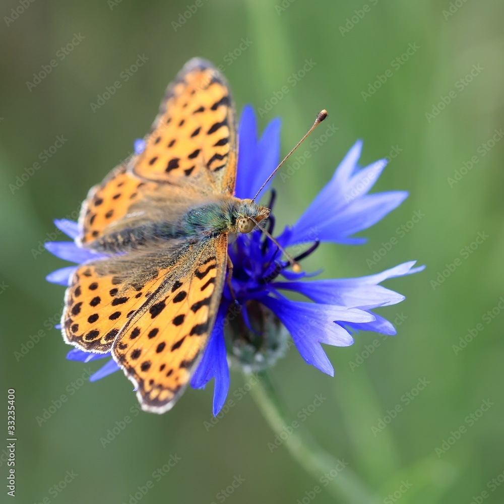 Obraz premium Le tabac d'espagne