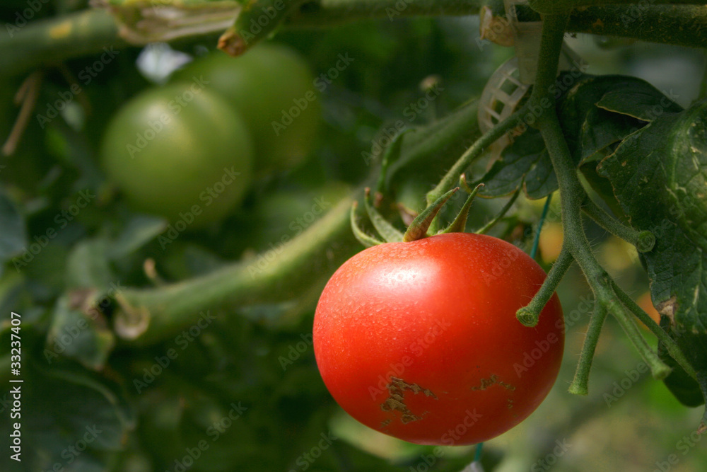 tomatoes ripening on the bush tomatoes ripening on the bush