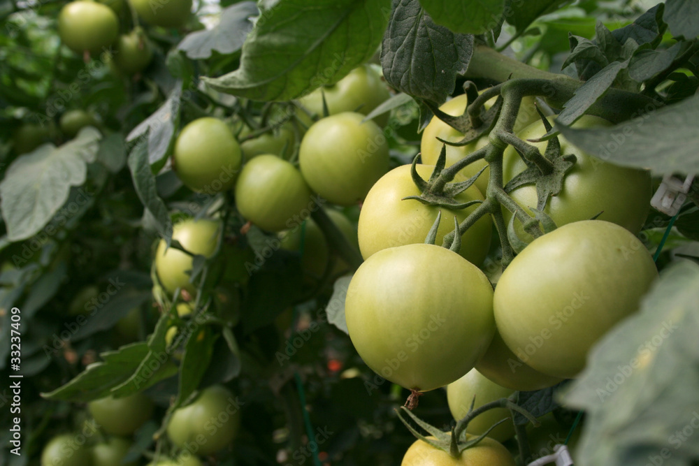 tomatoes ripening on the bush