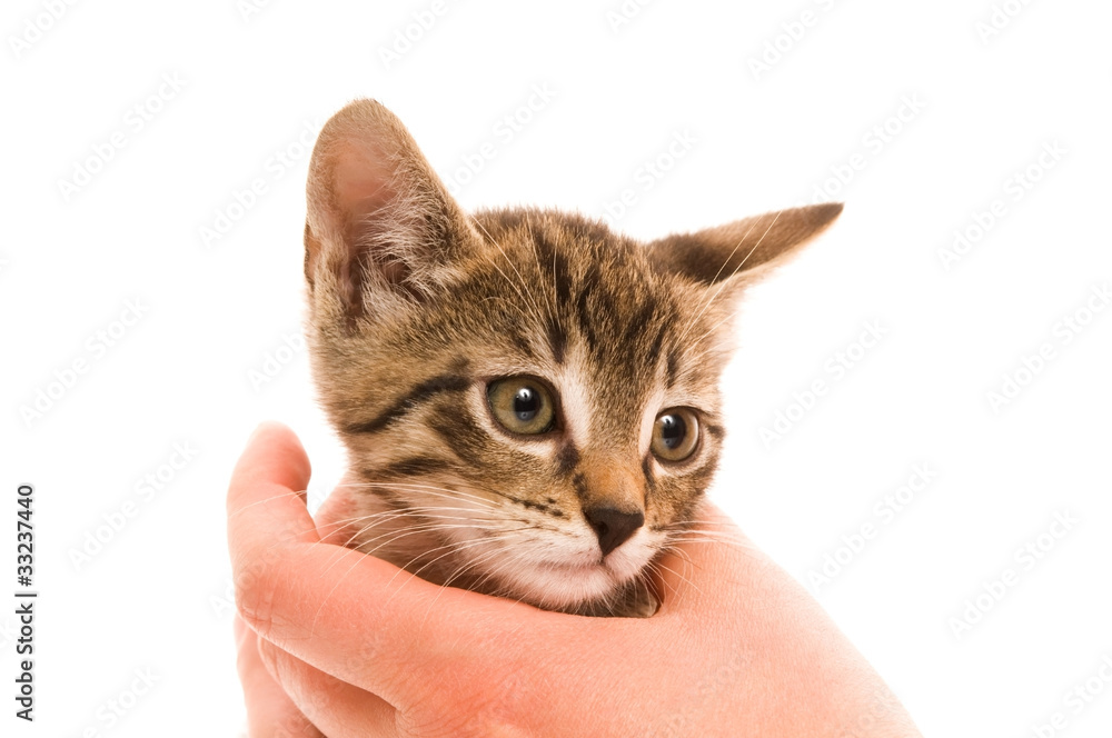 Adorable young cat in woman's hand