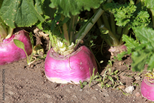 Obraz na plátne turnip plant