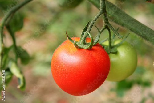 tomatoes ripening on the bush