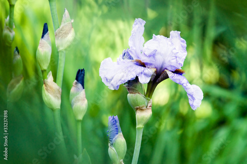 Blue iris in flowerbed