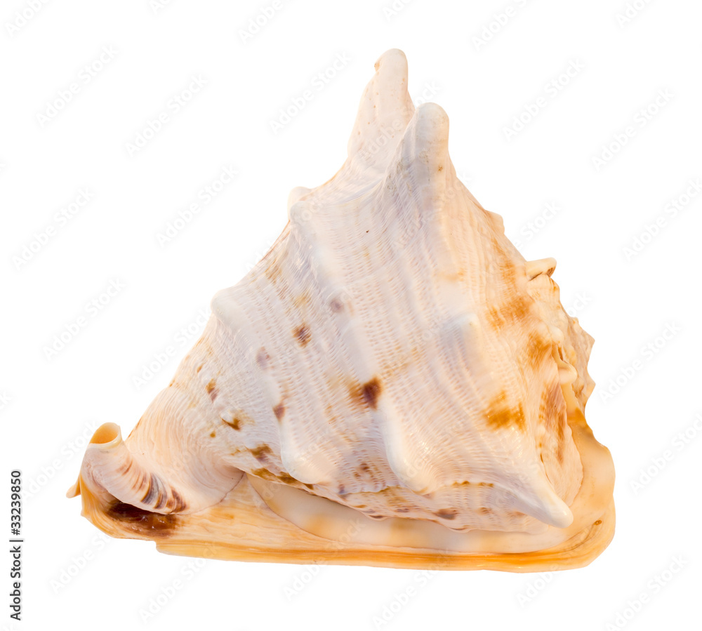 sea shell