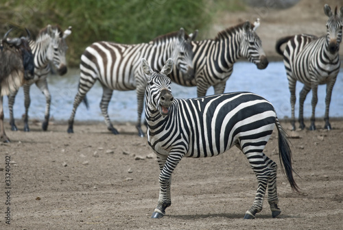 Zebra in Serengeti National Park  Tanzania  Africa