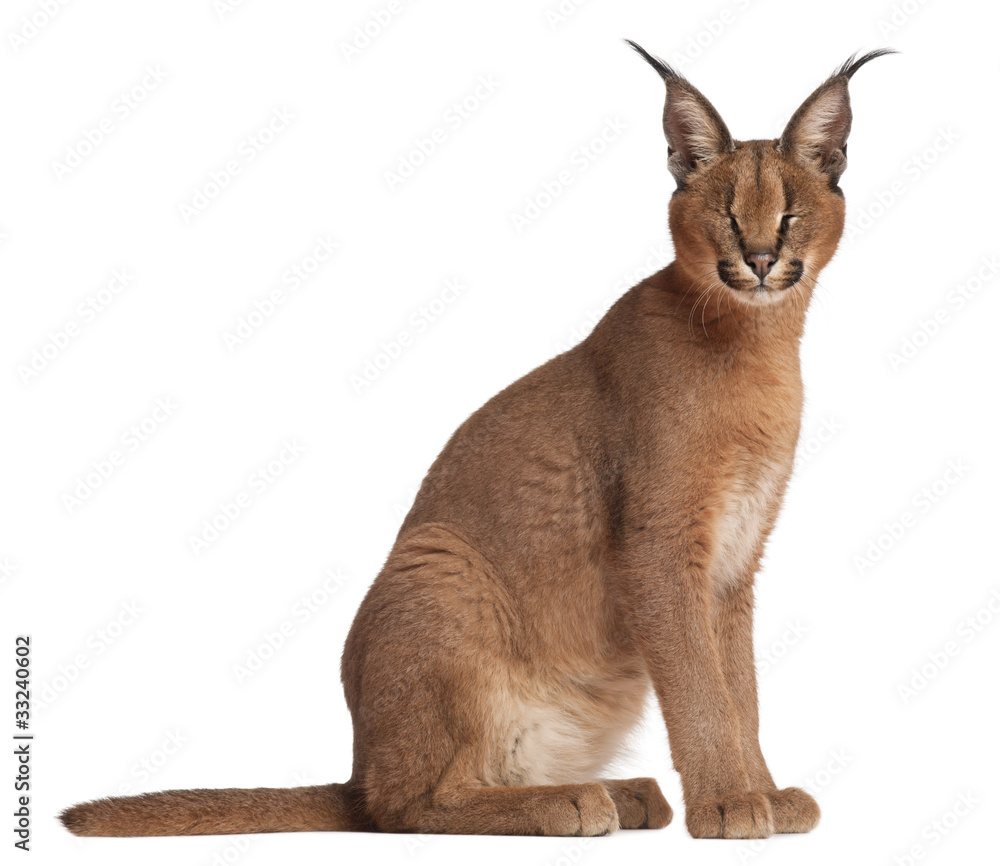Naklejka premium Caracal, Caracal caracal, 6 months old