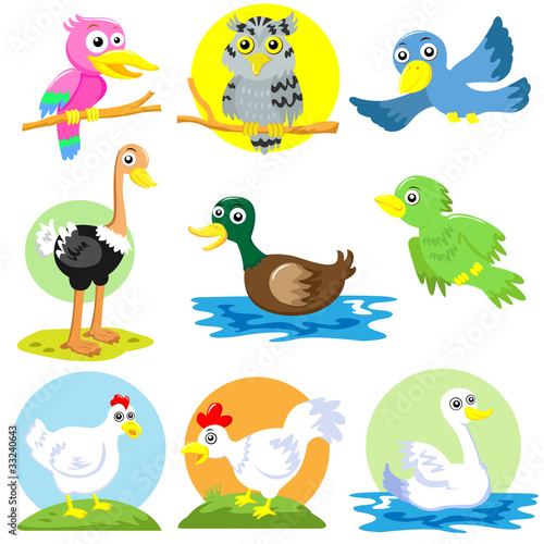 bird and  poultry cartoon set