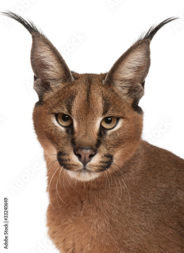 Close-up of Caracal, Caracal caracal, 6 months old © Eric Isselée