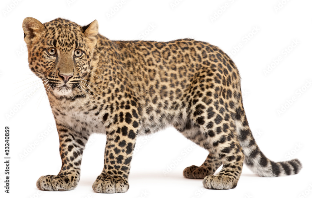 Fototapeta premium Leopard, Panthera pardus, 6 months old