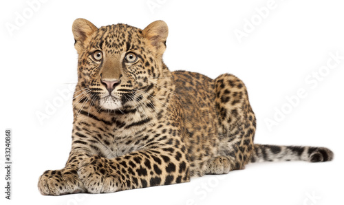 Leopard  Panthera pardus  6 months old