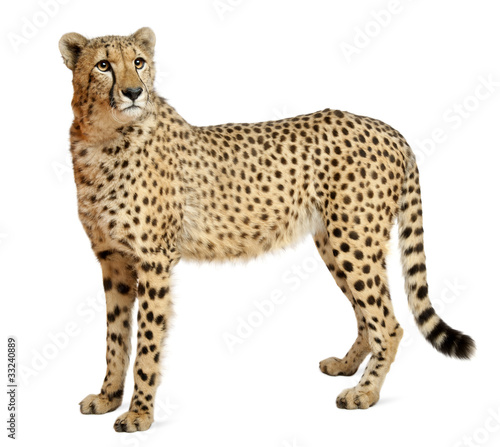 Cheetah, Acinonyx jubatus, 18 months old, standing