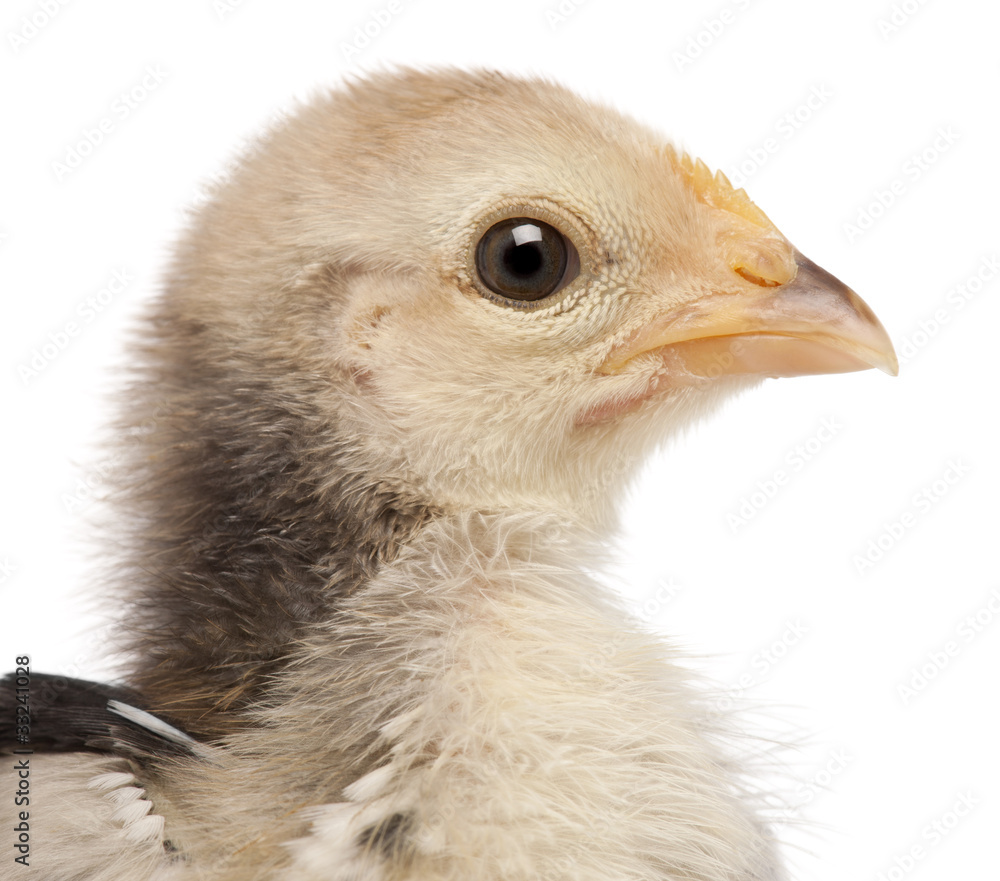 Obraz premium Close-up of Serama, Malay Ayam Serama