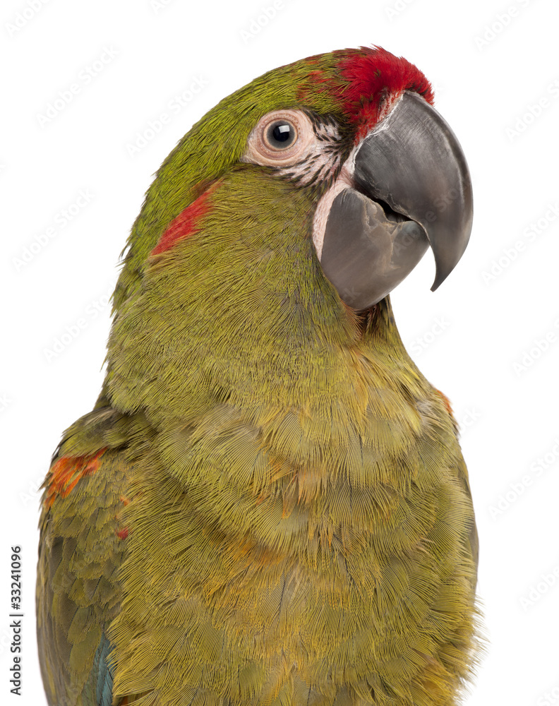 Fototapeta premium Close-up of Red-fronted Macaw, Ara rubrogenys, 6 months old