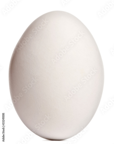 Cape Barren Goose egg, Cereopsis novaehollandiae photo