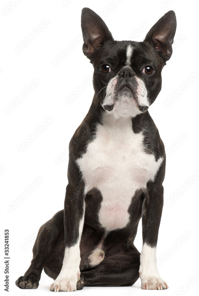 Boston Terrier, 1 year old, sitting in front of white background
