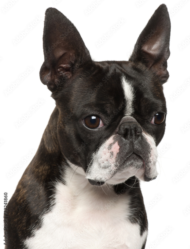 Close-up of Boston Terrier, 1 year old