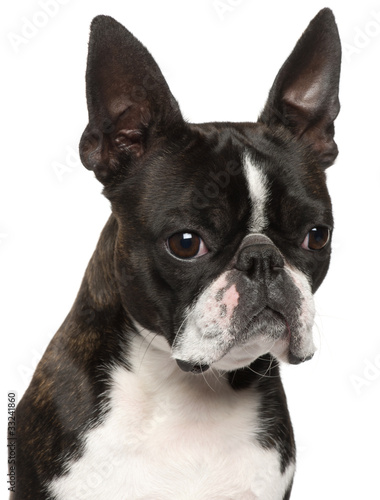 Close-up of Boston Terrier, 1 year old © Eric Isselée