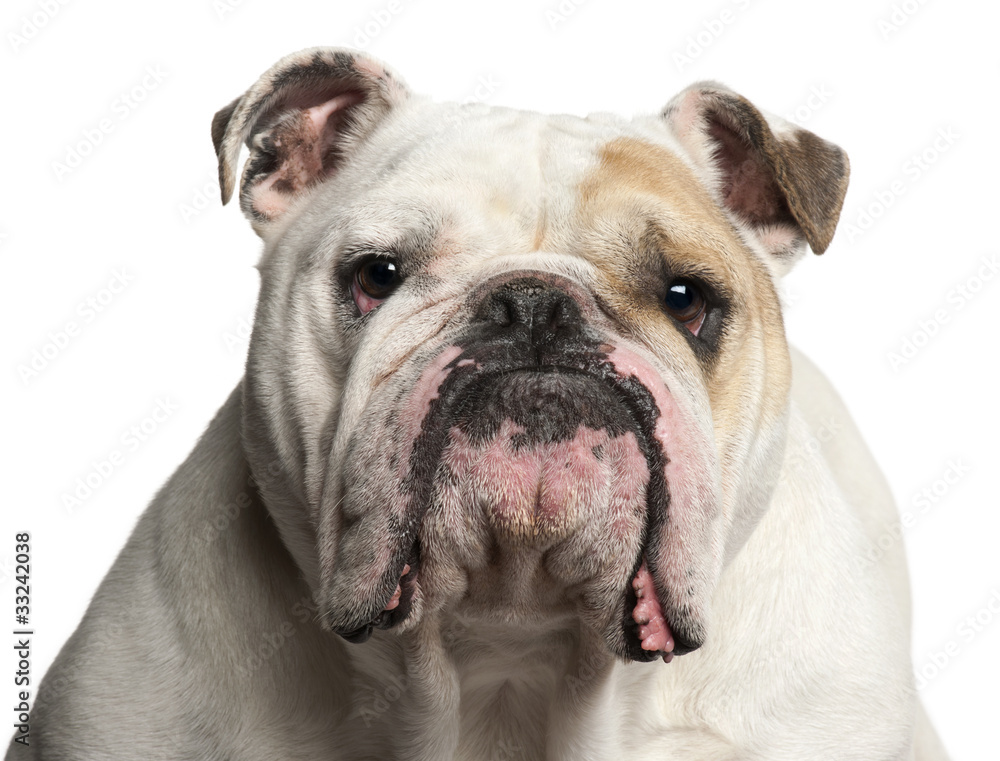 Close-up of English Bulldog, 6 years old, on white