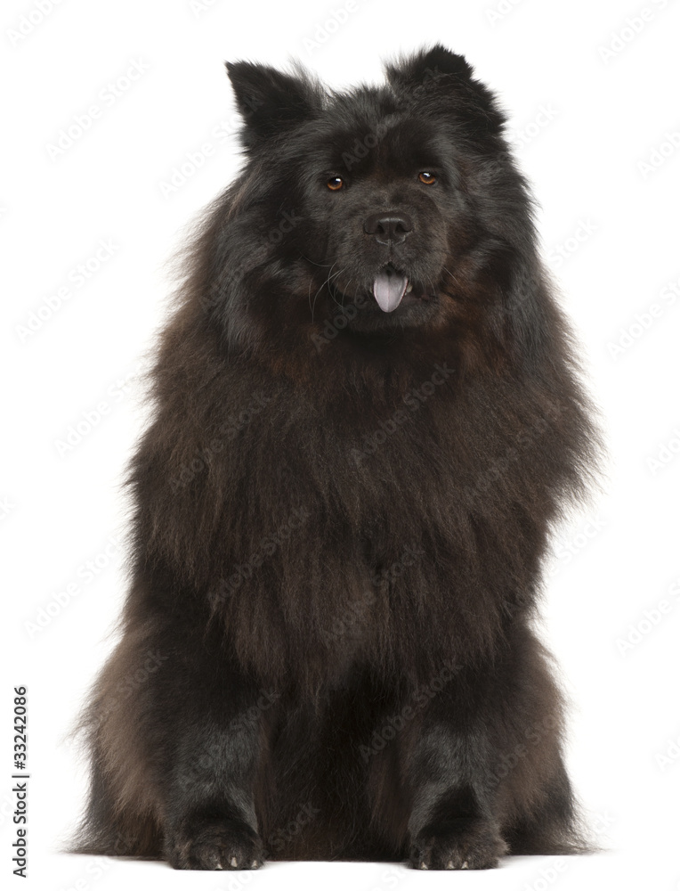 Obraz premium Chow Chow, 2 years old, sitting in front of white background