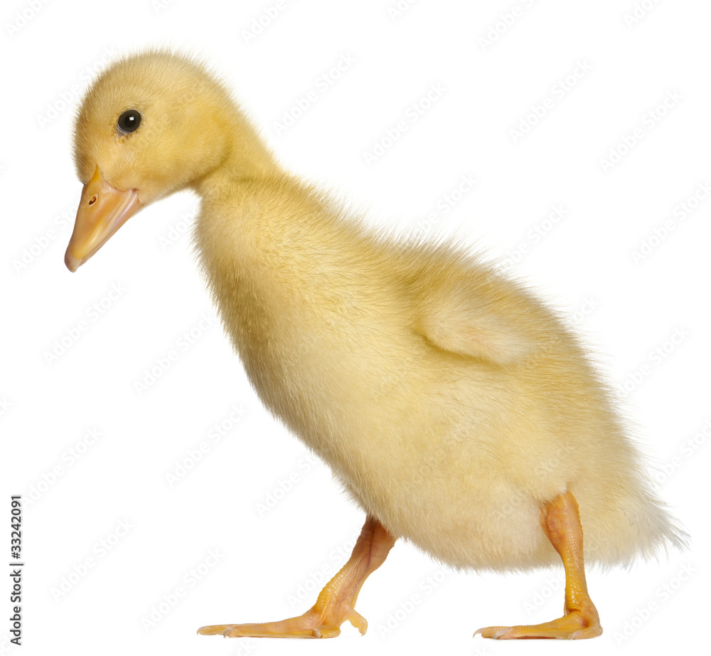 Duckling, 1 week old, walking in front of white background Duckling, 1 week old, walking in front of white background