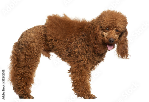 Poodle, 1 year old, standing in front of white background