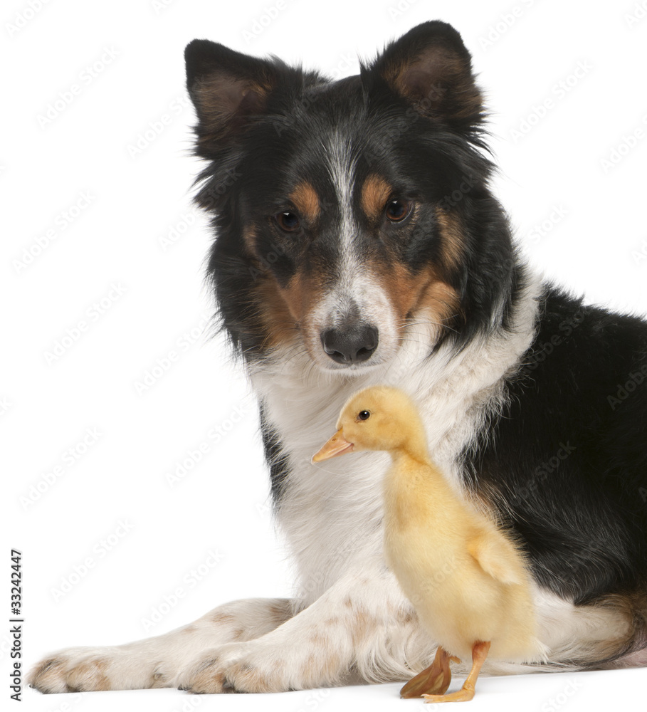 Border Collie playing with duckling, 1 week old