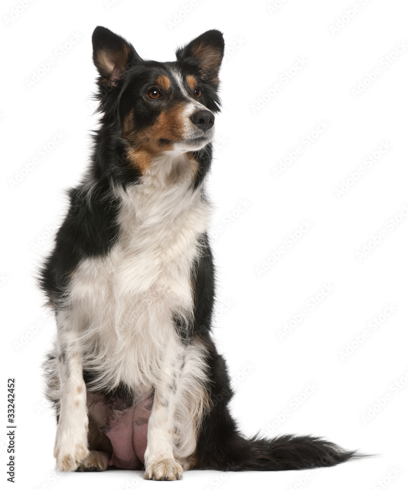 Border Collie sitting in front of white background