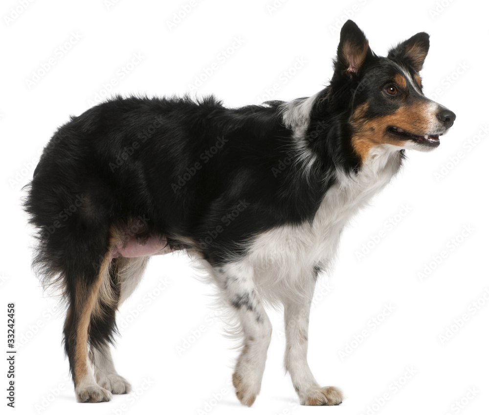 Border Collie standing in front of white background