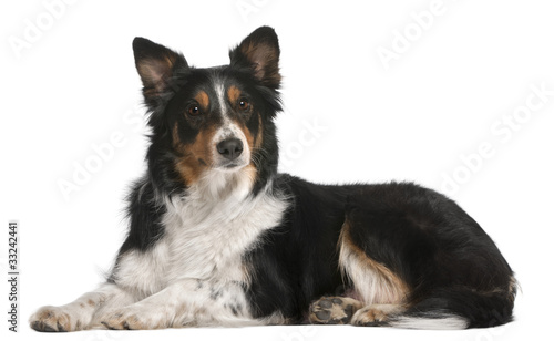 Border Collie lying in front of white background