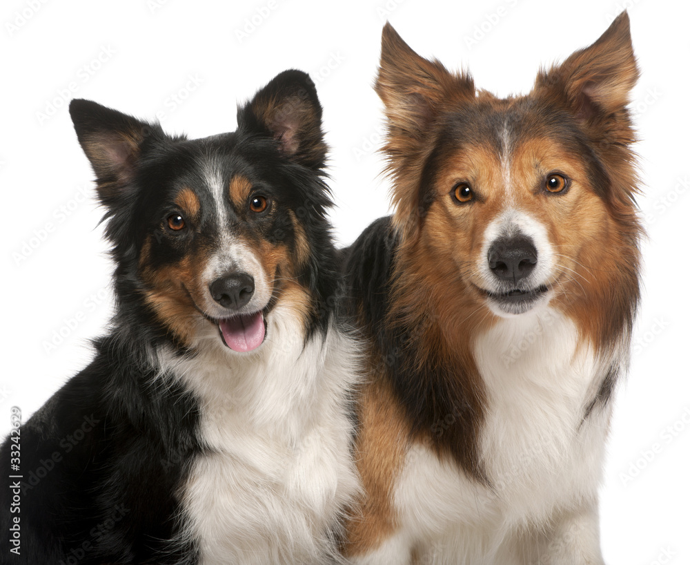Close-up of Male Border Collie and Female Border Collie Close-up of Male Border Collie and Female Border Collie