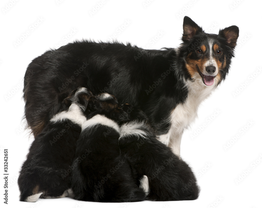 Female Border Collie, 3 years old, and Border Collie puppies
