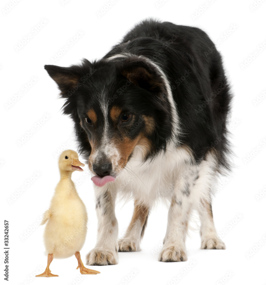 Female Border Collie, 3 years old, playing with duckling, 1 week