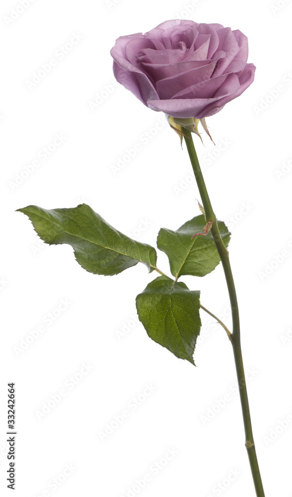 Obraz premium Rosa aqua in front of a white background