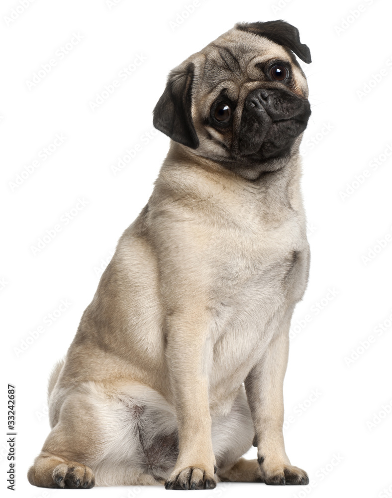 Pug, 8 months old, sitting in front of white background