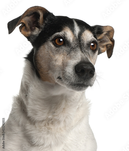 Close-up of Jack Russell Terrier, 12 years old © Eric Isselée